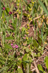 0041-Myagrum-perfoliatum-en-borstelscherm