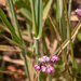 0052-Borstelscherm-Turgenia-latifolia-uncultivated-land-fields