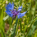 0053-Korenbloem-Centaurea-cyanus-fields