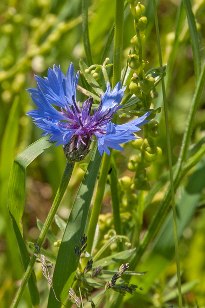 0053-Korenbloem-Centaurea-cyanus-fields