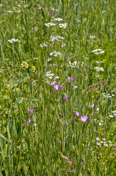 0055-Bolderik-Agrostemma-githago-fields