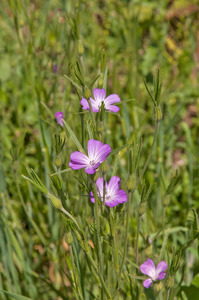 0058-Bolderik-Agrostemma-githago-fields