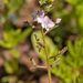 0059-blauwe-waterereprijs---Veronica-anagallis-aquatica-ditchrs-r