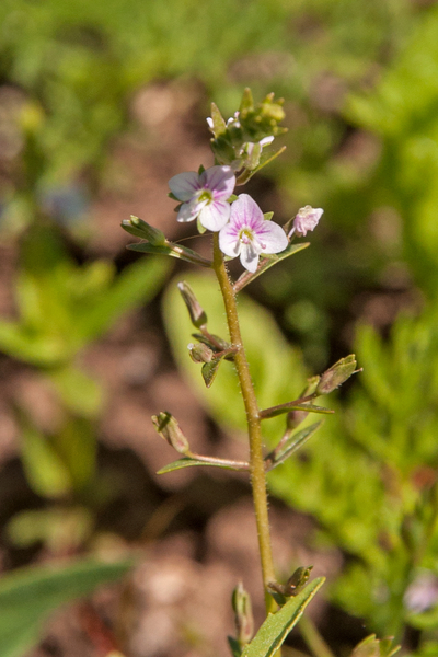 0059-blauwe-waterereprijs---Veronica-anagallis-aquatica-ditchrs-r