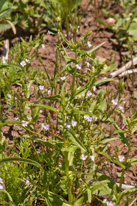 0060-blauwe-waterereprijs---Veronica-anagallis-aquatica-ditchrs-r