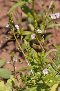 0062-blauwe-waterereprijs---Veronica-anagallis-aquatica-ditchrs-r