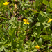 0065-Ranunculus-neapolitanus-meadows-uncultivated-land