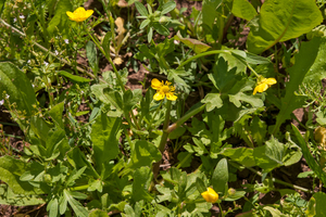 0065-Ranunculus-neapolitanus-meadows-uncultivated-land