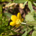 0066-Ranunculus-neapolitanus-meadows-uncultivated-land