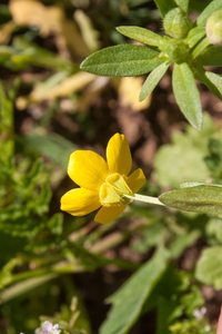 0066-Ranunculus-neapolitanus-meadows-uncultivated-land