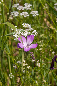 0073-Bolderik-Agrostemma-githago-fields