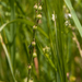 0076-Vinkenzaad-Neslia-paniculata-fields