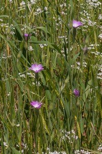 0077-Bolderik-Agrostemma-githago-fields