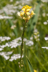 0077-Vinkenzaad-Neslia-paniculata-fields