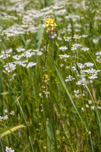 0078-Vinkenzaad-Neslia-paniculata-fields