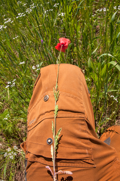 0079-Grote-klaproos---Papaver-rhoeas-fields