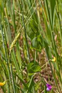 0080-Naakte-lathyrus-Lathyrus-aphaca-uncultivated-land