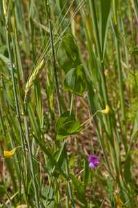 0081-Naakte-lathyrus-Lathyrus-aphaca-uncultivated-land