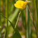 0083-Naakte-lathyrus-Lathyrus-aphaca-uncultivated-land