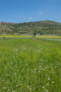 0084-landschap-met-melilotus