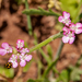 0085-Borstelscherm-Turgenia-latifolia-uncultivated-land-fields