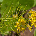 0086-Akkerkers-Rorippa-sylvestris-humid-environments