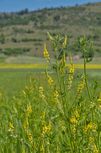 0087-Melilotus-officinalis-uncultivated-land