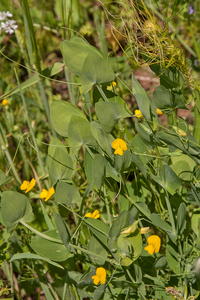 0088-Naakte-lathyrus-Lathyrus-aphaca-uncultivated-land