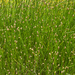 0089-Gewone-waterbies-Eleocharis-palustris-marshy-environments