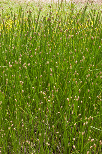 0089-Gewone-waterbies-Eleocharis-palustris-marshy-environments