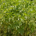 0096-Kruidvlier-Sambucus-ebulus-uncultivated-land-ruderal-environ