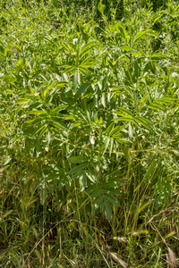 0096-Kruidvlier-Sambucus-ebulus-uncultivated-land-ruderal-environ