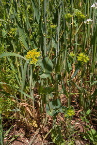 0103-Doorwas-Bupleurum-rotundifolium-fields