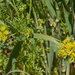 0105-Doorwas-Bupleurum-rotundifolium-fields