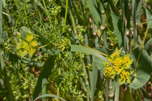 0105-Doorwas-Bupleurum-rotundifolium-fields