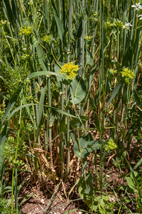 0104-Doorwas-Bupleurum-rotundifolium-fields