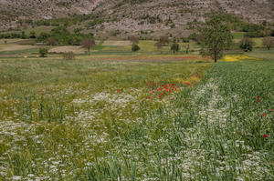 0106-landschap-met-holzaad-en-klaproos