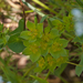 0108-Doorwas-Bupleurum-rotundifolium-fields