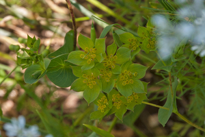 0108-Doorwas-Bupleurum-rotundifolium-fields