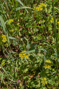 0114-Doorwas-Bupleurum-rotundifolium-fields