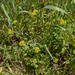 0115-Doorwas-Bupleurum-rotundifolium-fields