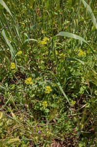 0115-Doorwas-Bupleurum-rotundifolium-fields