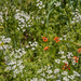 0129-adonis-en-holzaad