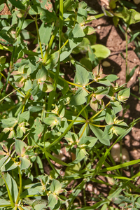 0164-Tuinwolfsmelk-Euphorbia-peplus-fields-ruderal-environments