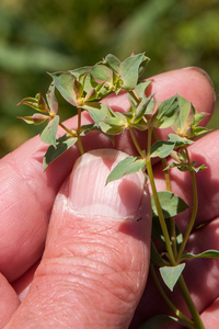 0165-Tuinwolfsmelk-Euphorbia-peplus-fields-ruderal-environments