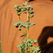 0166-Tuinwolfsmelk-Euphorbia-peplus-fields-ruderal-environments