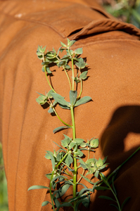 0166-Tuinwolfsmelk-Euphorbia-peplus-fields-ruderal-environments