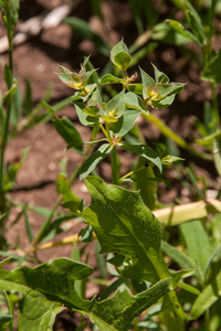 0168-Tuinwolfsmelk-Euphorbia-peplus-fields-ruderal-environments