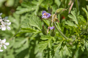 0170-Erodium-ciconium-arid-pastures-ruderal-environments