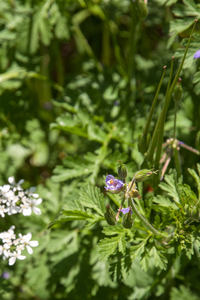 0171-Erodium-ciconium-arid-pastures-ruderal-environments